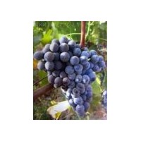 供應瑪瑟蘭酒葡萄苗 有荔枝、荔枝干