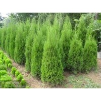 大量供應(yīng)刺槐