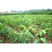 供應(yīng)桃樹苗 山桃苗