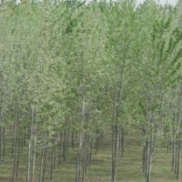 核桃、軟棗、酸棗、山楂,（山、毛）桃、山杏、杜梨、