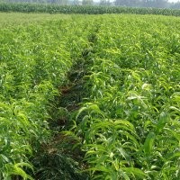 供應(yīng)毛桃苗