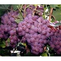 山西運(yùn)城供應(yīng)葡萄苗