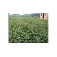 花椒苗/大紅袍花椒苗/花椒苗價格