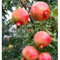 大量供應(yīng)優(yōu)質(zhì)石榴樹苗