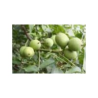 核桃苗 柿子苗 棗樹苗