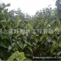 供應(yīng)3公分桑樹