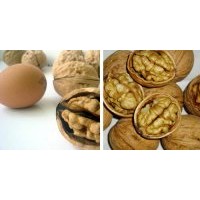 供應(yīng)久億四川核桃苗四川核桃苗批發(fā) 核桃苗價(jià)格