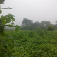 常年供應(yīng)核桃樹，棗樹，各種綠化樹苗