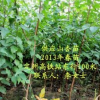 定州高鐵站東 八萬株2米高山杏樹