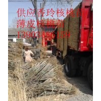 供應(yīng)便宜嫁接核桃苗 占地核桃苗價格