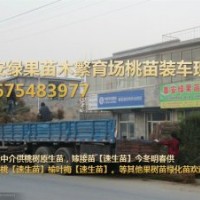 供桃苗【桃樹(shù)原生苗，嫁接苗】無(wú)中介讓您省中介費(fèi)