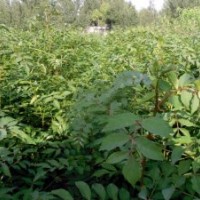 核桃苗，蘋果苗，山楂苗，花椒苗