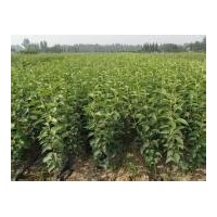 供應梨樹苗，嫁接的梨樹苗,梨樹