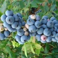 哪里供應(yīng)藍(lán)莓苗