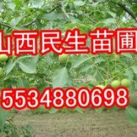 核桃苗、山西核桃苗、運城核桃苗、絳縣核桃苗