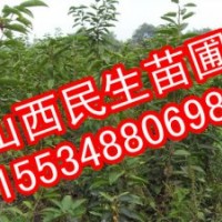 山西苗圃蘋果苗價格蘋果苗圖片哪里有