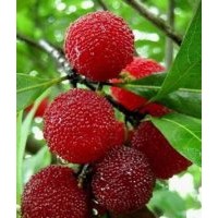 東魁楊梅小苗批發(fā)