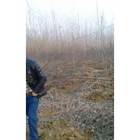 急售果樹,梨子,板栗樹