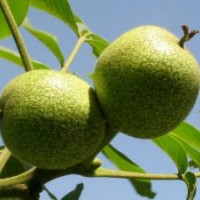 核桃苗、薄皮核桃苗、核桃樹苗、香玲核桃苗