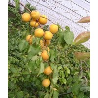 杏苗、杏樹苗、凱特杏苗、紅太陽杏苗、大棚王杏苗