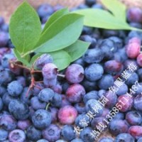 藍莓樹苗 盆栽兔眼藍莓 保健果樹苗包結果果樹苗