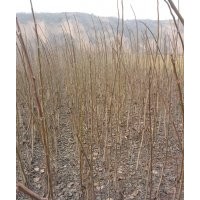 大量核桃苗供應(yīng)