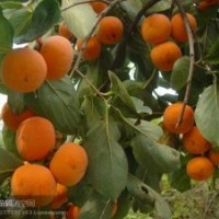 柿子苗：胎里紅、八月紅、大盤柿、日本甜柿、板柿、磨盤柿、牛心