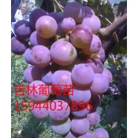 茉莉香葡萄、遼寧著色香葡萄苗、德惠蜜汁葡萄、