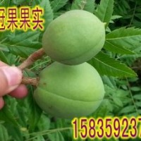 供應(yīng)文冠果苗木，1-3年文冠果苗，30公分-1.5米文冠果苗批發(fā)