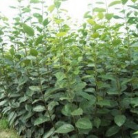 柿子樹 3公分柿子樹 8公分柿子樹