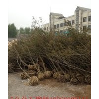 批發(fā)石榴樹