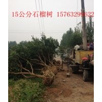 供應8.9.10.12公分石榴樹