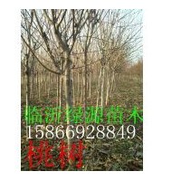 桃樹(shù)，桃樹(shù)小苗