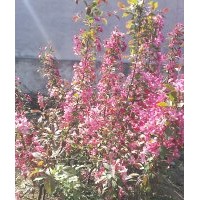 蘋果樹 主要有：蘋果、山楂、核桃、杏樹、海棠、法桐、國槐、垂