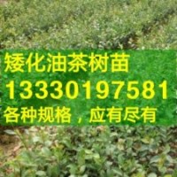 贛州市南康瑞金市江西高產(chǎn)嫁接油茶苗價格