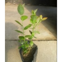 供應(yīng)盆栽樹莓藍(lán)莓小苗多年生苗