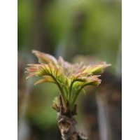 香椿苗|香椿苗價格|紅香椿苗批發(fā)