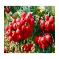 現(xiàn)在山楂火熱上市量大供應(yīng)