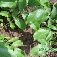 海天大果核桃苗，核桃苗購買，四川薄皮核桃苗