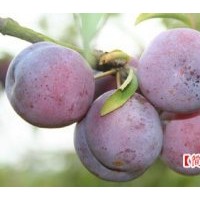 脆紅李子苗價格，李子苗品種，李子苗基地到簡陽海天苗圃