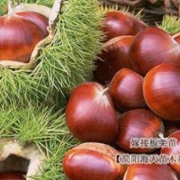 嫁接板栗苗，良種板栗