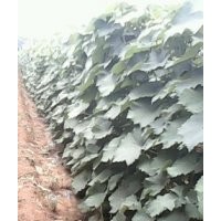 大量出售2年巨峰葡萄苗夏黑葡萄苗