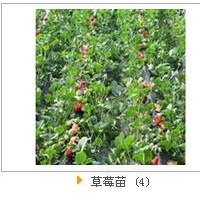 煙臺(tái)大櫻桃苗木的植物特性