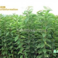 3、艷陽車厘子苗價格優(yōu)惠,到簡陽海天車厘子基地購買