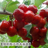 4、車厘子苗批發(fā),出售進口車厘子苗,求購車厘子苗到海天