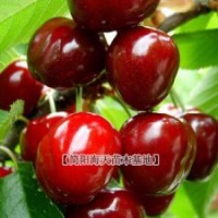 哪里有車厘子苗出售