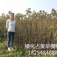 櫻桃苗品種美早櫻桃苗櫻桃嫁接苗100%品種櫻桃苗