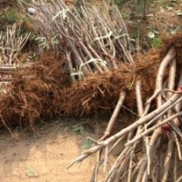 出售成品優(yōu)質(zhì)大櫻桃苗