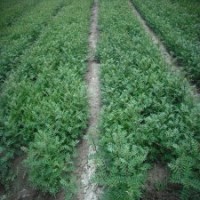 出售大紅袍花椒苗，大量花椒苗批發(fā)