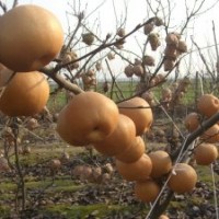 圖（梨苗，金秋黃梨苗，晚秋黃梨苗，迎霜紅桃苗，突圍桃苗。